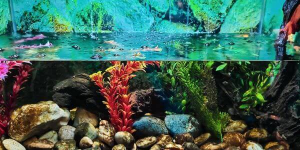 Aquarium mit Korallen und bunten Fischen – Aquarium-Umzug Pfungstadt