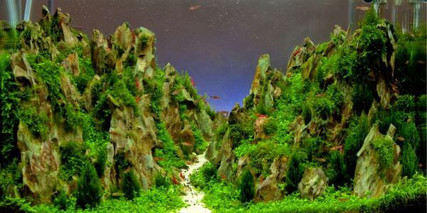 Aquarium mit Felslandschaft und Pflanzen – Umzug mit Aquarium in Pfungstadt