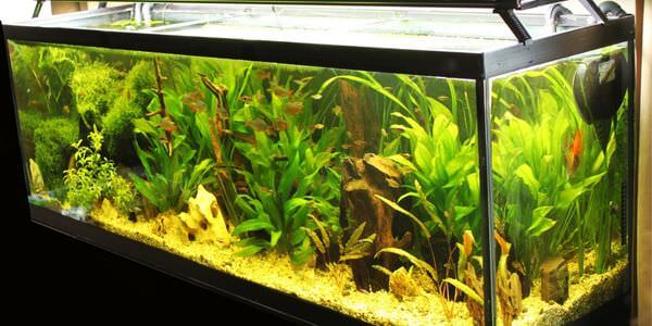 Aquarium-Umzug Pfungstadt: Längliches Aquarium mit grünen Wasserpflanzen