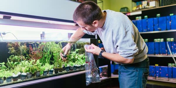Mann versorgt Aquarienpflanzen vor einem Aquarienregal – Umzug mit Aquarium in Pfungstadt